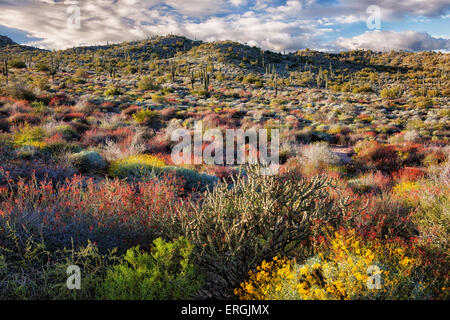 Roten Chuparosa dominieren die Frühjahrsblüte auf den Hügeln des Tonto National Forest in der Nähe von Bartlett Lake, Arizona. Stockfoto