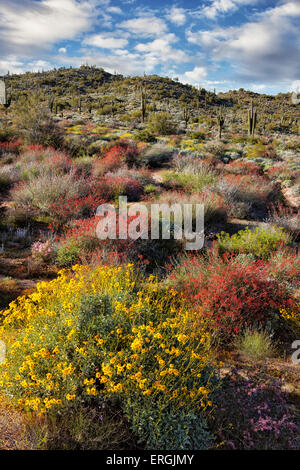 Roten Chuparosa dominieren die Frühjahrsblüte auf den Hügeln des Tonto National Forest in der Nähe von Bartlett Lake, Arizona. Stockfoto