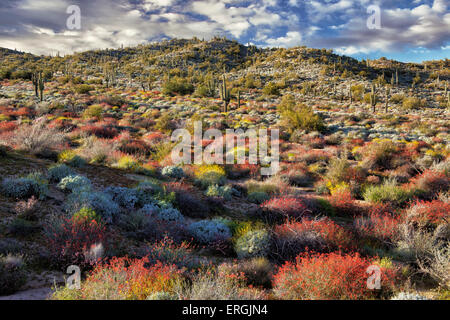 Roten Chuparosa dominieren die Frühjahrsblüte auf den Hügeln des Tonto National Forest in der Nähe von Bartlett Lake, Arizona. Stockfoto