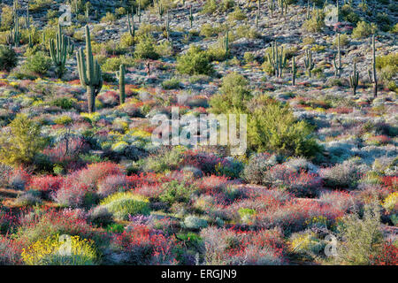 Abendlicht taucht die Frühjahrsblüte rote Chuparosa und gelbe spröde Busch auf den Hügeln in der Nähe von Bartlett Lake, Arizona. Stockfoto