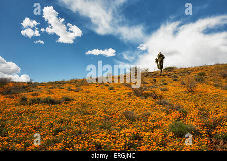 Einsamer Saguaro sticht die Frühjahrsblüte von mexikanischen Mohn an der San Carlos Apache Indian Reservation im südöstlichen Arizona. Stockfoto