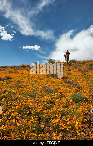 Einsamer Saguaro sticht die Frühjahrsblüte von mexikanischen Mohn an der San Carlos Apache Indian Reservation im südöstlichen Arizona. Stockfoto