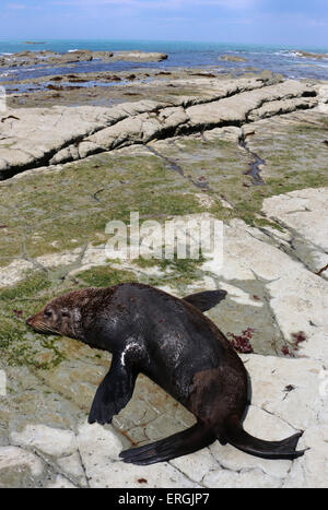 Nahaufnahme von Flipper Neuseeland Seebär südlichen Seebär Neuseeland Stockfoto