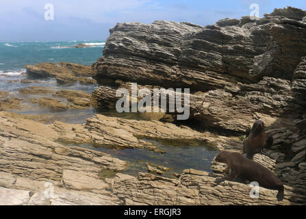 New Zealand Seebär oder südlichen Seebär auf Felsen Kaikoura Küste New Zealand Stockfoto