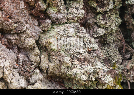 Dicke Rinde auf eine alte Silber Birke, Betula Pendel, mit einigen Flechten befestigt. Stockfoto