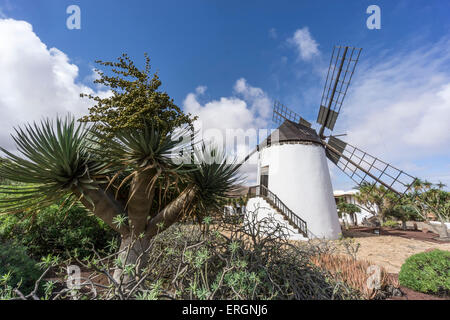 Molina de Antigua, Windmühle, Fuerteventura, Kanarische Inseln, Spanien Stockfoto