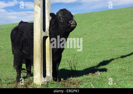 einen schwarzen Stier, kratzen sich an einem Mast Stockfoto