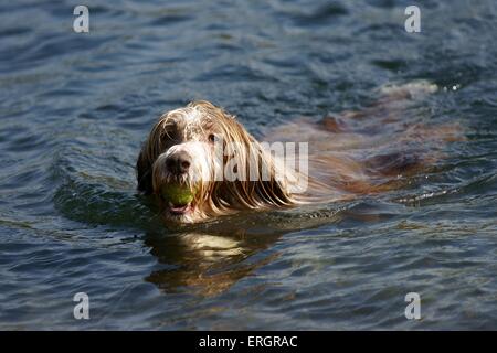 Bearded Collie schwimmen Stockfoto