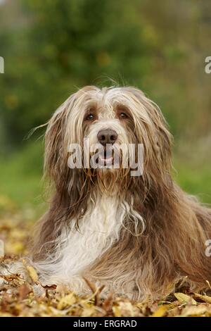 Bearded Collie liegend Stockfoto