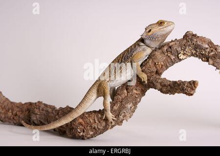 Bartagame Stockfoto