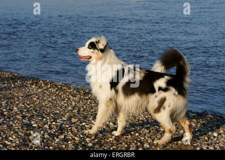 Australian Shepherd Stockfoto
