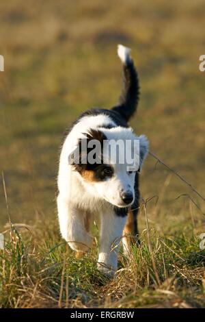 junge Australian Shepherd Stockfoto