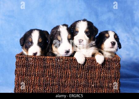 Berner Sennenhund Welpen Stockfoto