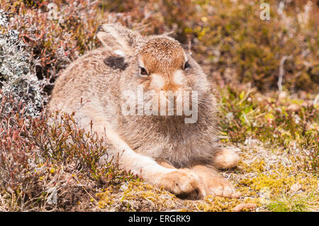Foto von einem Schneehase Lepus Timidus, im Sommer färben, setzte sich unter das Heidekraut, Calluna Vulgaris. Stockfoto