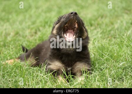 alte deutsche Schäferhund Welpen Stockfoto