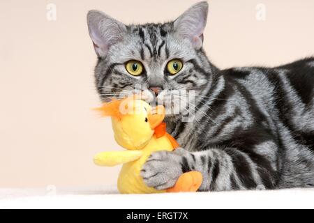 Britisch Kurzhaar Kater zu spielen Stockfoto