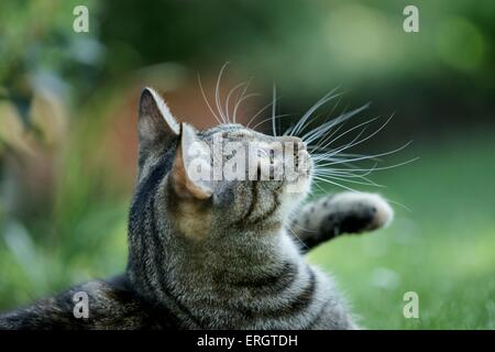 Europäisch Kurzhaar-Porträt Stockfoto