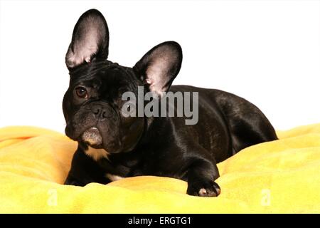 junge französische Bulldogge Stockfoto