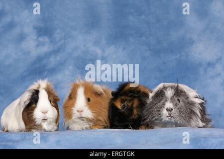 Meerschweinchen Stockfoto