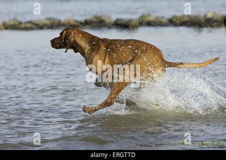 laufen kurzhaarigen Magyar Vizsla Stockfoto