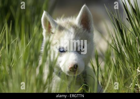 Siberian Husky Welpen Stockfoto