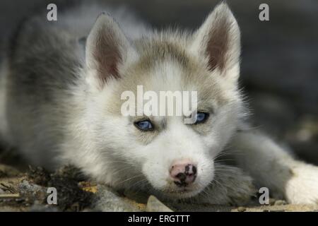 Siberian Husky Welpen Stockfoto