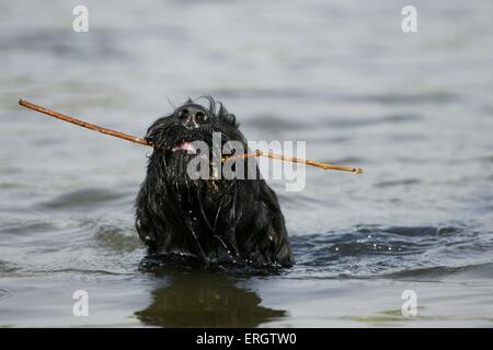 spielen Riesenschnauzer Stockfoto