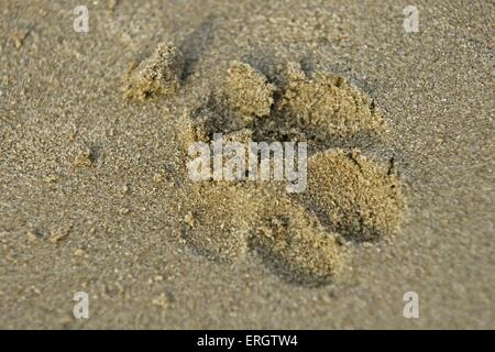 Riesenschnauzer Paw print Stockfoto