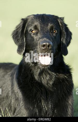 Flat Coated Retriever Porträt Stockfoto