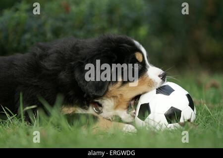 Berner Sennenhund Welpen Stockfoto