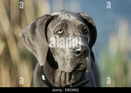 Deutsche Dogge Welpe Stockfoto