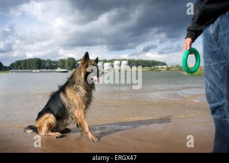 warten, Deutscher Schäferhund Stockfoto