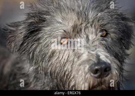 Irish Glen of Imaal Terrier Gesicht Stockfoto