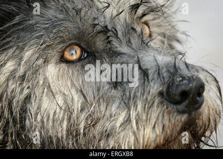 Irish Glen of Imaal Terrier Auge Stockfoto