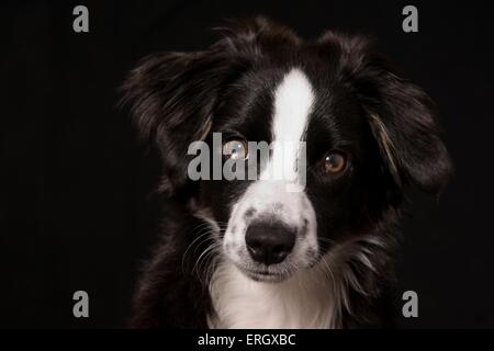 junge Miniature Australian Shepherd Stockfoto