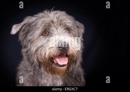 Irish Glen of Imaal Terrier Portrait Stockfoto