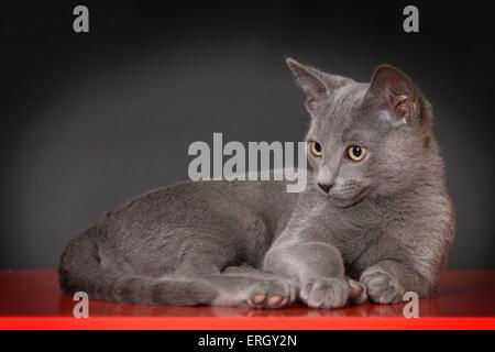 junge Russisch Blau Stockfoto