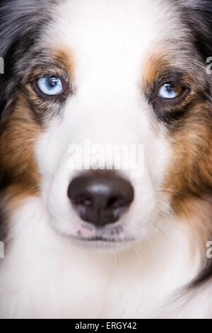 Miniatur Australian Shepherd Augen Stockfoto