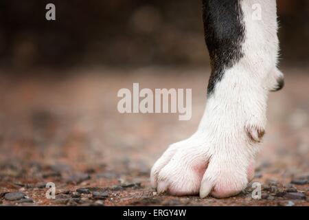 Miniatur Bullterrier Pfote Stockfoto