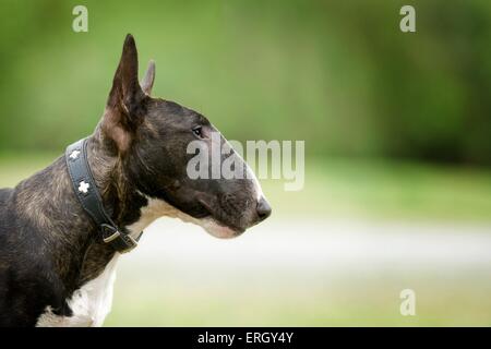 Miniatur Bullterrier Portrait Stockfoto