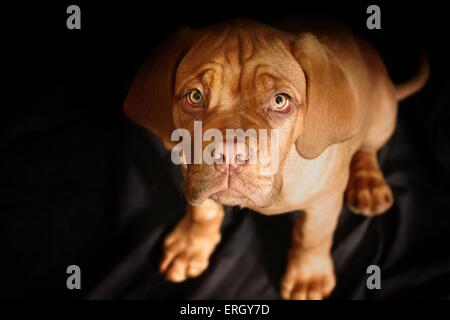 Bordeauxdog Welpen Stockfoto