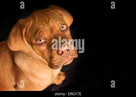 Bordeauxdog Welpen Stockfoto