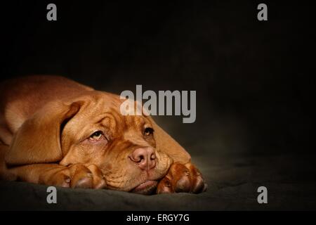 Bordeauxdog Welpen Stockfoto