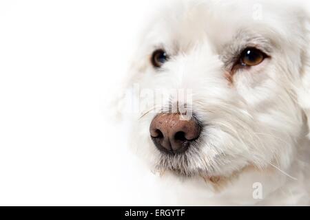 Malteser-Mischling Nase Stockfoto