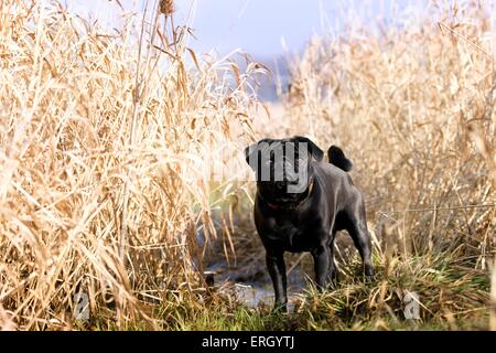 stehende Mops Stockfoto
