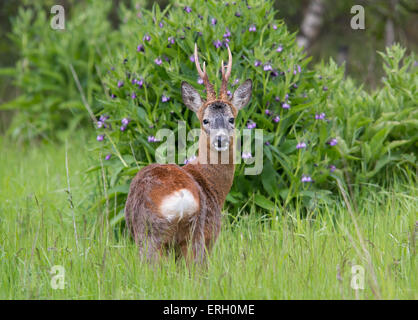 Reh-Bock Stockfoto