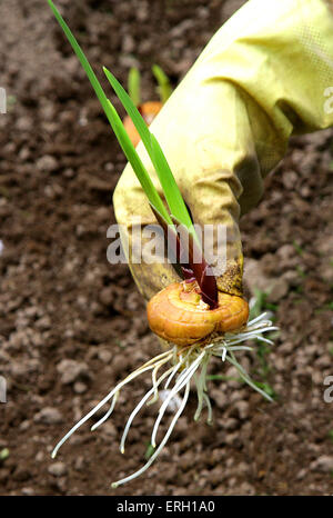 Hand, die Gladiolen Blume Birne Zwiebel vor dem Einpflanzen Stockfoto