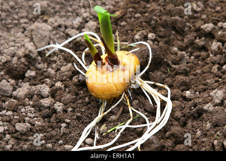 Hand, die Gladiolen Blume Birne Zwiebel vor dem Einpflanzen Stockfoto