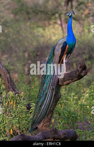 Ein Pfau sitzt auf einem Ast eines Baumes Stockfoto