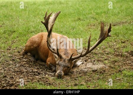 Red deer Stockfoto
